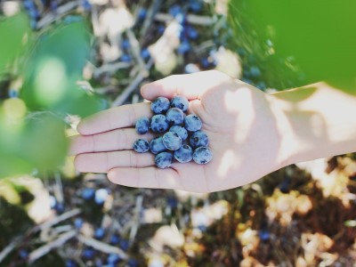Berry Picking date idea