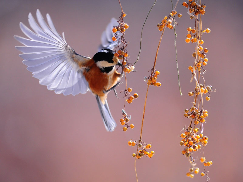bird watching
