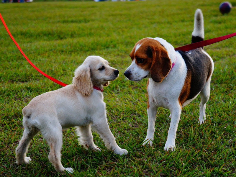Dog Park