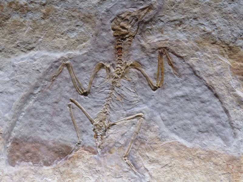 fossil hunting