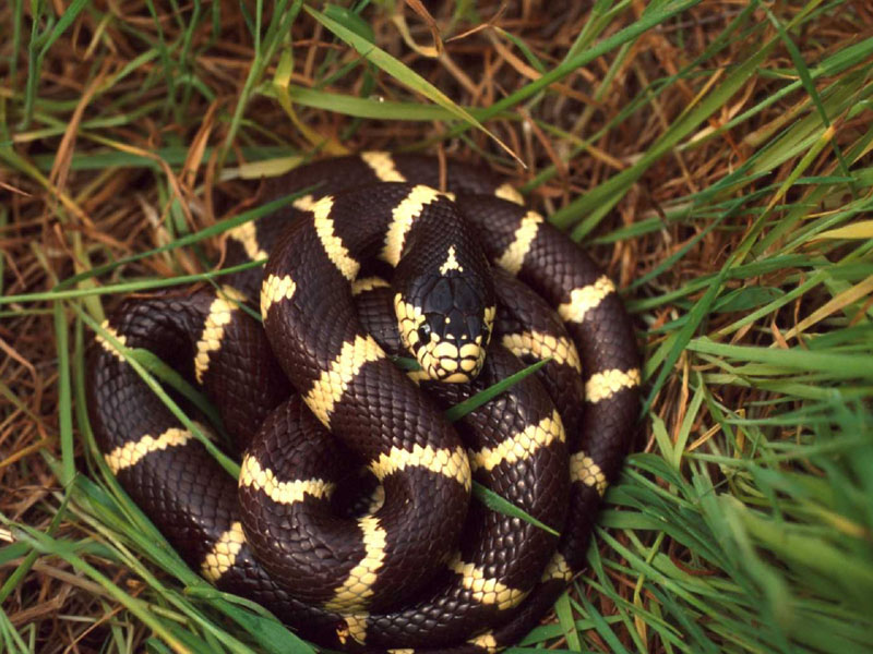 Herping