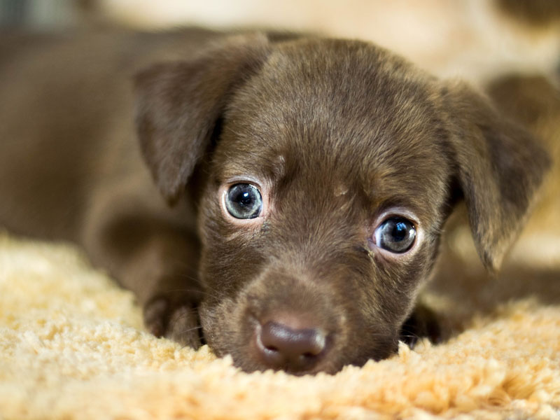 Pet Store