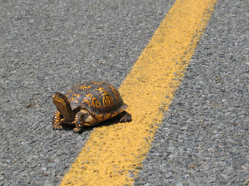 road cruising