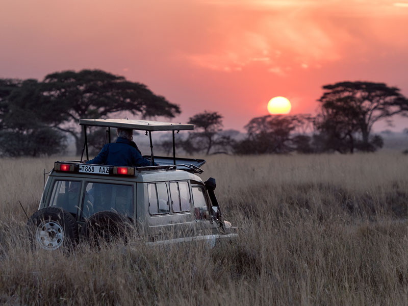 safari