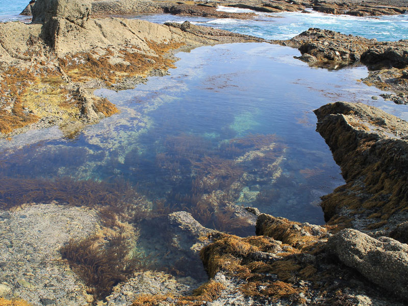tidepooling