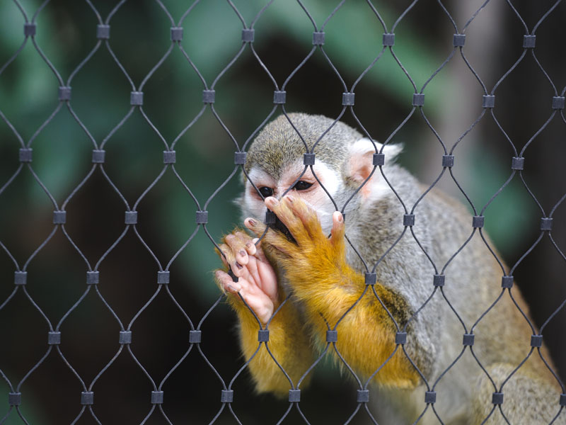 zoo